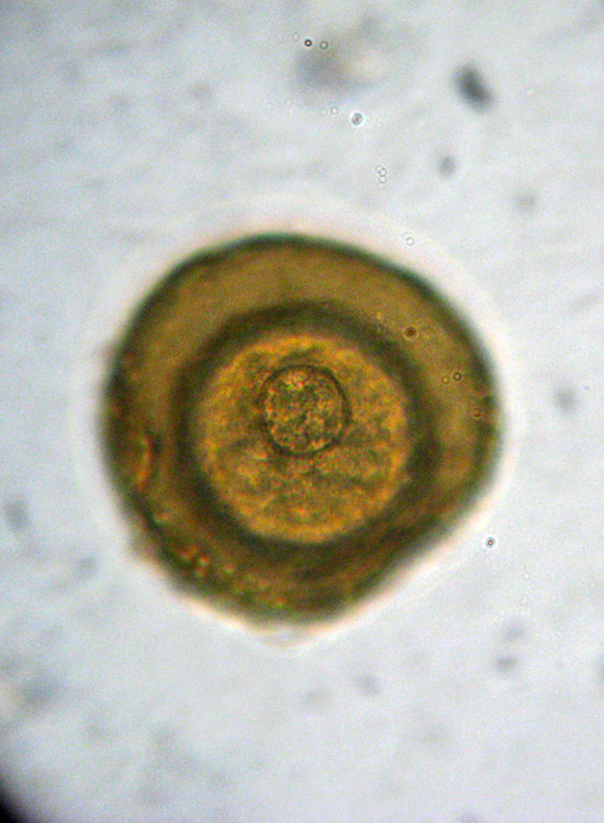 Microscopia (quasi) 